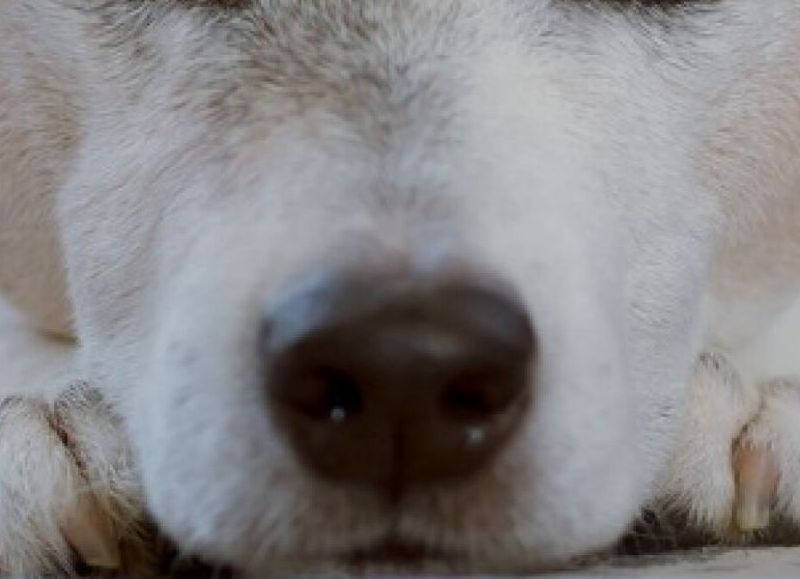Estados Unidos: detuvieron a una joven de 19 años que violó a un perro