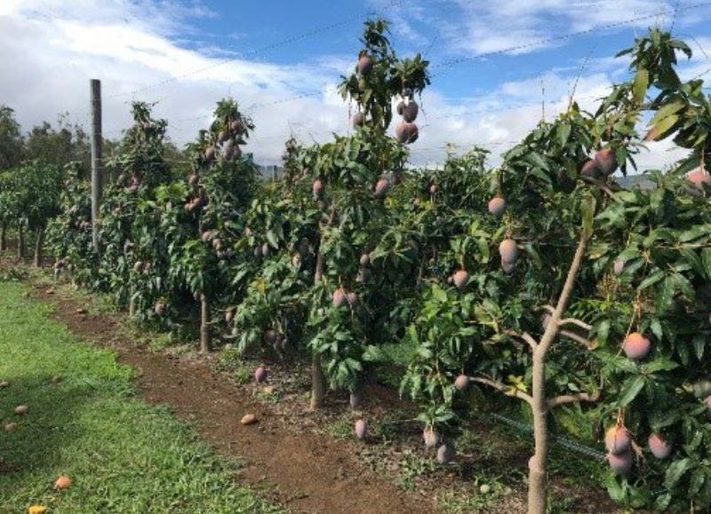 La producción de mangos no termina de encontrar salida en el mercado