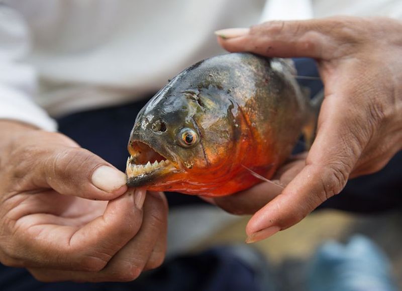 Pirañas asesinas en Paraguay: en lo que va del año ya son 4 los muertos y 20 los heridos por ataques